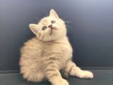Silver Tabby British Shorthair