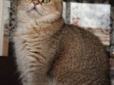 "Safkan British Shorthair" Dişi - Yetişkin