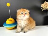  Schotish Fold Golden Longhair Dişi 