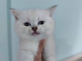 Kedi sahiplendirme