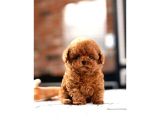 SAGLIK VE IRK GARANTILI TOY POODLE YAVRULARIM 