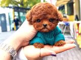 TOY POODLE YAVRULARIM