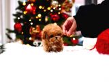 TOY POODLE YAVRULARIM