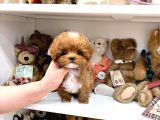 Minnos Toy Poodle Bebeklerimiz