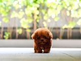 TOY POODLE YAVRULARIM