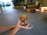 TOY POODLE YAVRULARIM