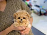 Minnos Toy Poodle Bebeklerimiz