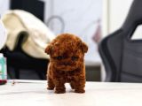 TOY POODLE YAVRULARIM