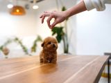 TOY POODLE YAVRULARIM