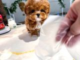 Safkan Toy Poodle Bebeklerimiz