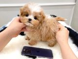 YILDIZIMIZ ARTIK SIZLERLE KORE TOY POODLE YAVRUMUZ 