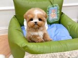 SUPER STAR TOY POODLE YAVRULARIM