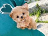 Minnos Toy Poodle Bebeklerimiz
