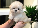 TOY POODLE YAVRULARIM