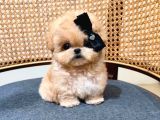 KOREAN TOY POODLE YAVRULARIM