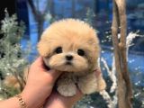 TOY POODLE YAVRULARIM