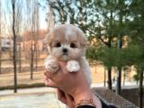 KOREAN TOY POODLE YAVRULARIM
