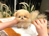 KOREAN TOY POODLE YAVRULARIM