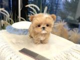 TOY POODLE YAVRULARIM