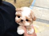 KOREAN TOY POODLE YAVRULARIM