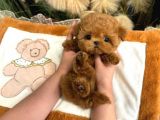 TOY POODLE YAVRULARIM