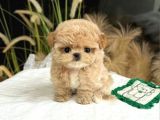 TOY POODLE YAVRULARIM