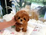 KOREAN TOY POODLE YAVRULARIM