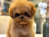 TOY POODLE YAVRULARIM