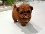 TOY POODLE YAVRULARIM