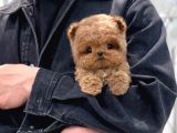KOREAN TOY POODLE YAVRULARIM