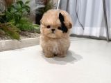 TOY POODLE YAVRULARIM
