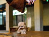 Safkan Toy Poodle Bebeklerimiz