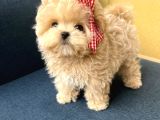 EN AKILLI VE TATLI TOY POODLE BEBEKLERIMIZ 