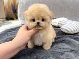 TOY POODLE YAVRULARIM