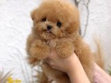 KOREAN TOY POODLE YAVRULARIM