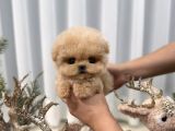 TOY POODLE YAVRULARIM