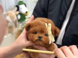 KOREAN TOY POODLE YAVRULARIM