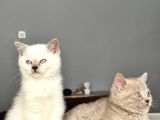 Blue point dişi ve lilac renk erkek iki kardeş. 
