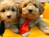 MUHTEŞEM MİNİ BOY MALTİPOO BEBEKLER