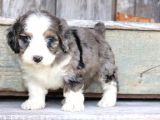 BLUE MERLE ÖZEL RENK BERNEDOODLE PUPPY