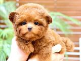 TOY POODLE YAVRULARIM