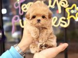 Safkan Toy Poodle Bebeklerimiz