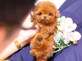 TOY POODLE YAVRULARIM