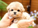 SUPER STAR TOY POODLE YAVRULARIM