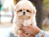 SHOW DUZEYDEKI TOY POODLE BEBEKLERIM