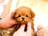 TOY POODLE YAVRULARIM
