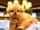 SUPER STAR TOY POODLE YAVRULARIM