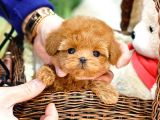 ANTIALERJIK  TOY POODLE BEBEKLERIM