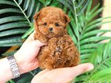 TOY POODLE YAVRULARIM