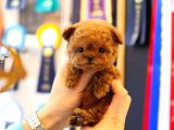 TOY POODLE YAVRULARIM